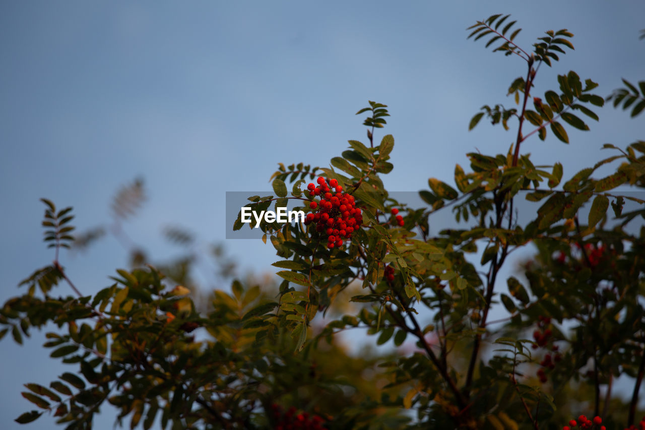 Beautiful red rowan tree berries in branches against the sky. late summer scenery in northern europe