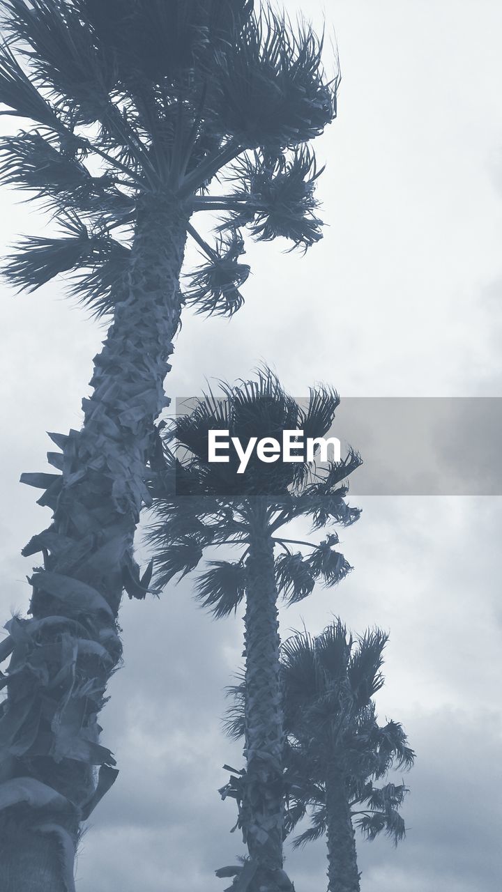 Low angle view of bare trees against sky