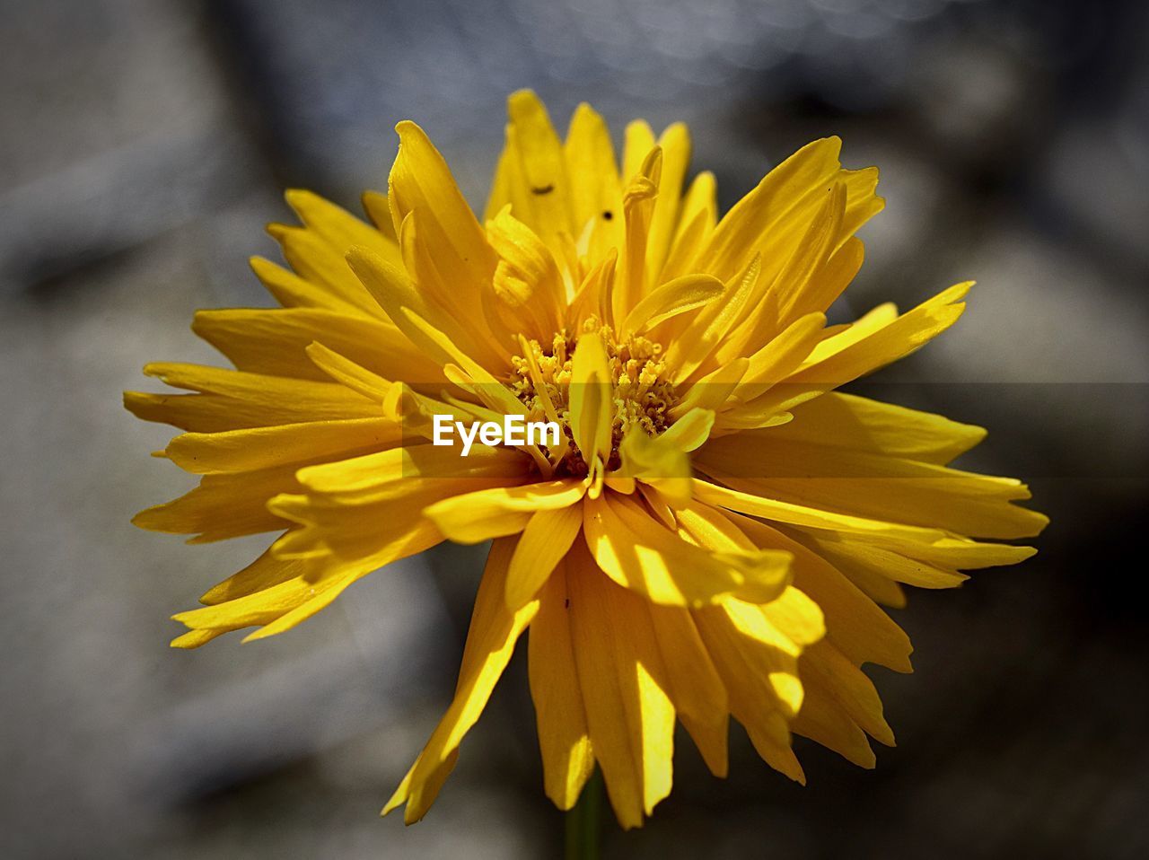 Close-up of yellow flowering plant