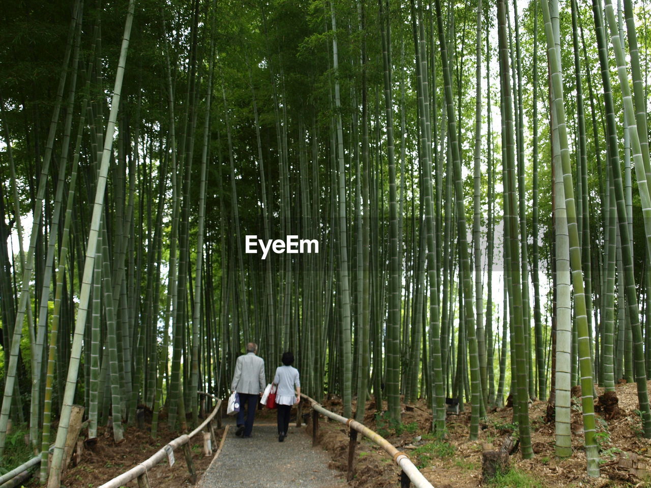 Rear view of people walking in bamboo forest