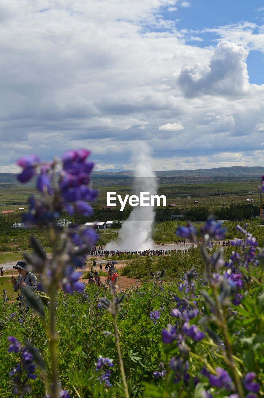 FLOWERS BLOOMING AGAINST SKY