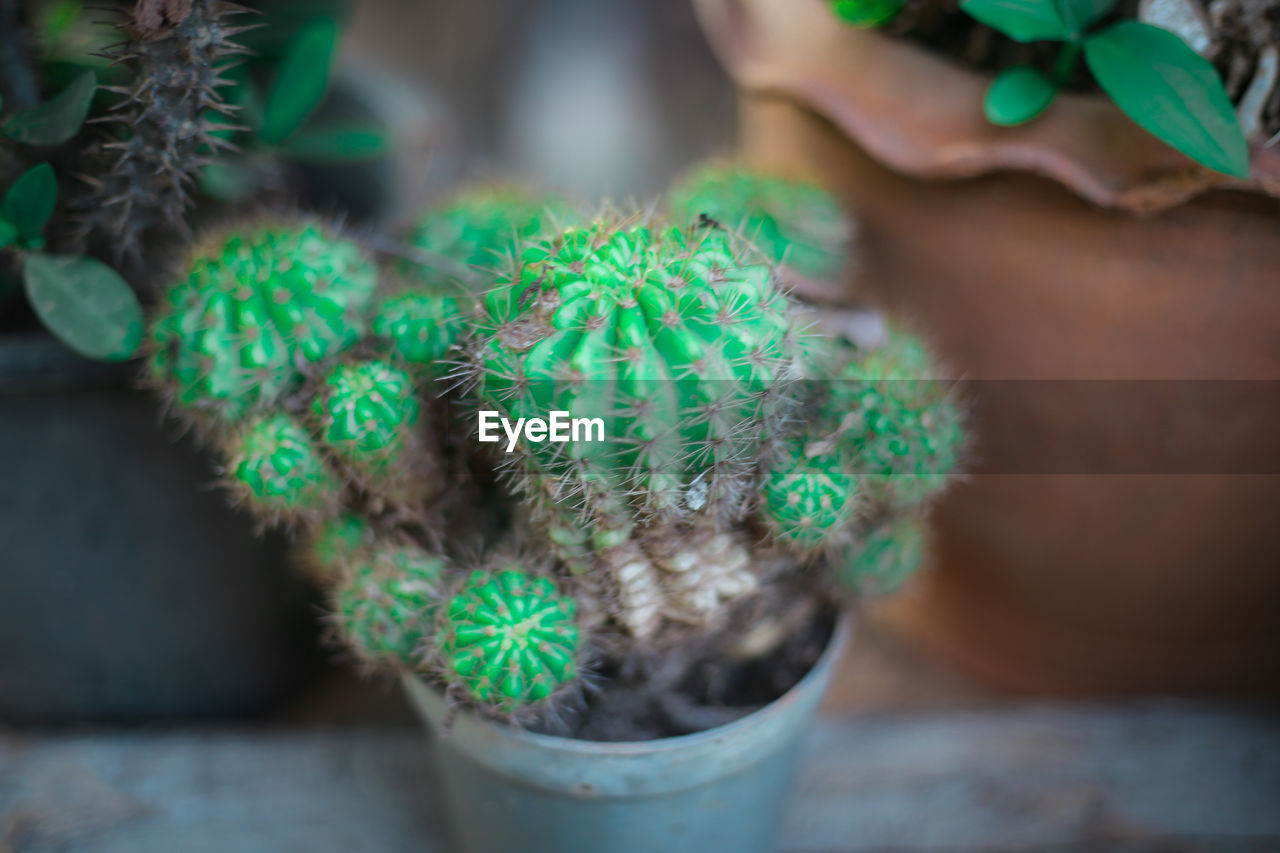 Close-up of potted cactus plant