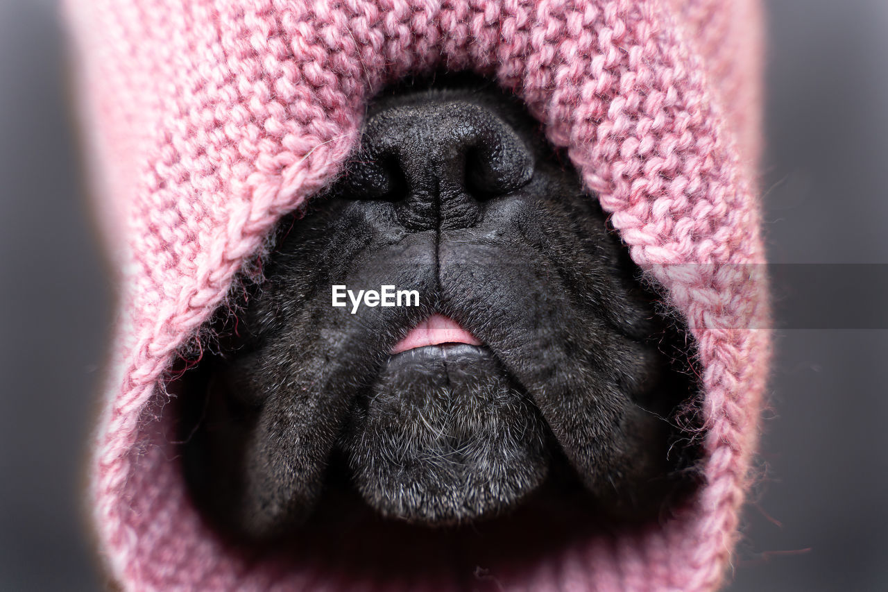 Muzzle of a german boxer breed dog in a knitted scarf close-up front view
