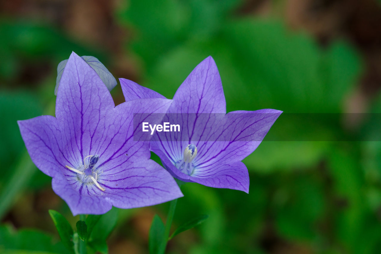 flower, flowering plant, plant, beauty in nature, freshness, close-up, purple, petal, macro photography, fragility, flower head, inflorescence, nature, growth, focus on foreground, leaf, wildflower, no people, plant part, green, outdoors, water, springtime, botany, blossom