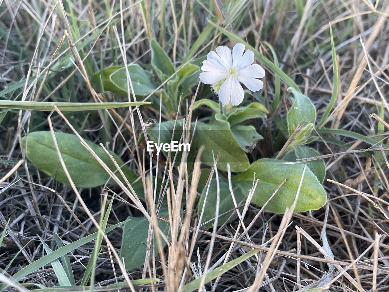 plant, flower, growth, flowering plant, beauty in nature, nature, freshness, grass, fragility, field, land, close-up, no people, green, day, leaf, plant part, wildflower, high angle view, petal, flower head, outdoors, white, inflorescence, focus on foreground, botany, tranquility