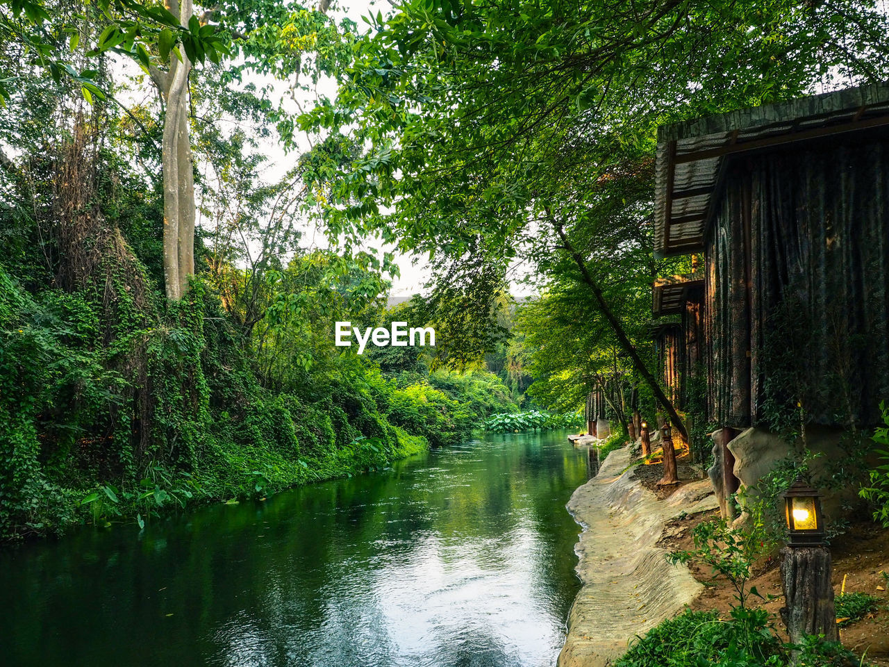 Scenic view of river amidst trees in forest