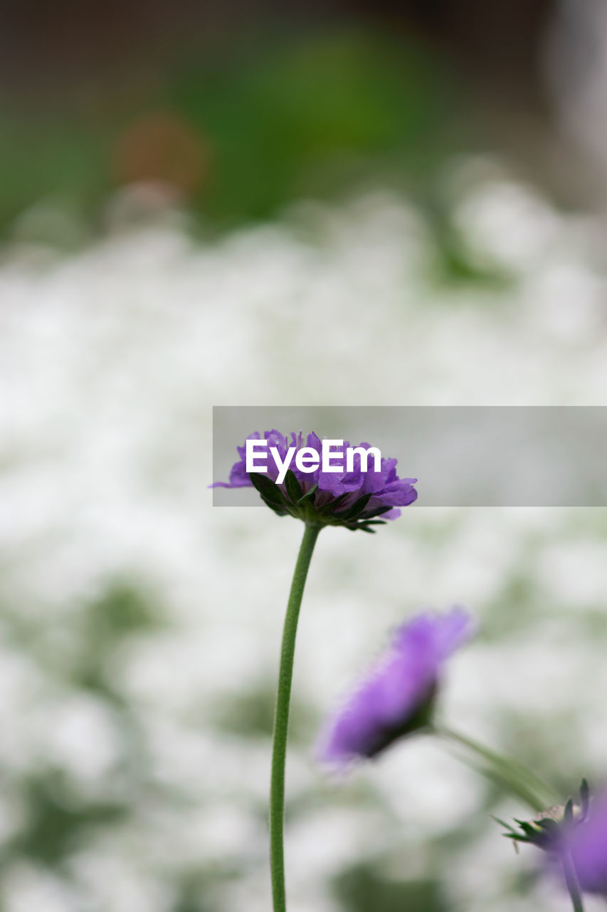 CLOSE-UP OF PURPLE FLOWER