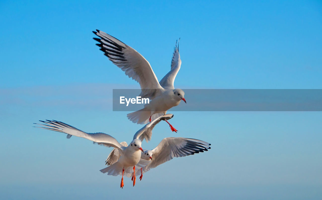 Low angle view of seagulls flying against clear blue sky