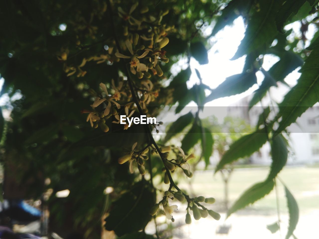 LOW ANGLE VIEW OF TREE WITH PLANT