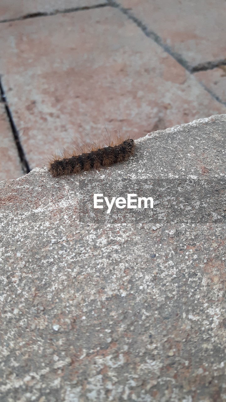 HIGH ANGLE VIEW OF A INSECT ON FOOTPATH