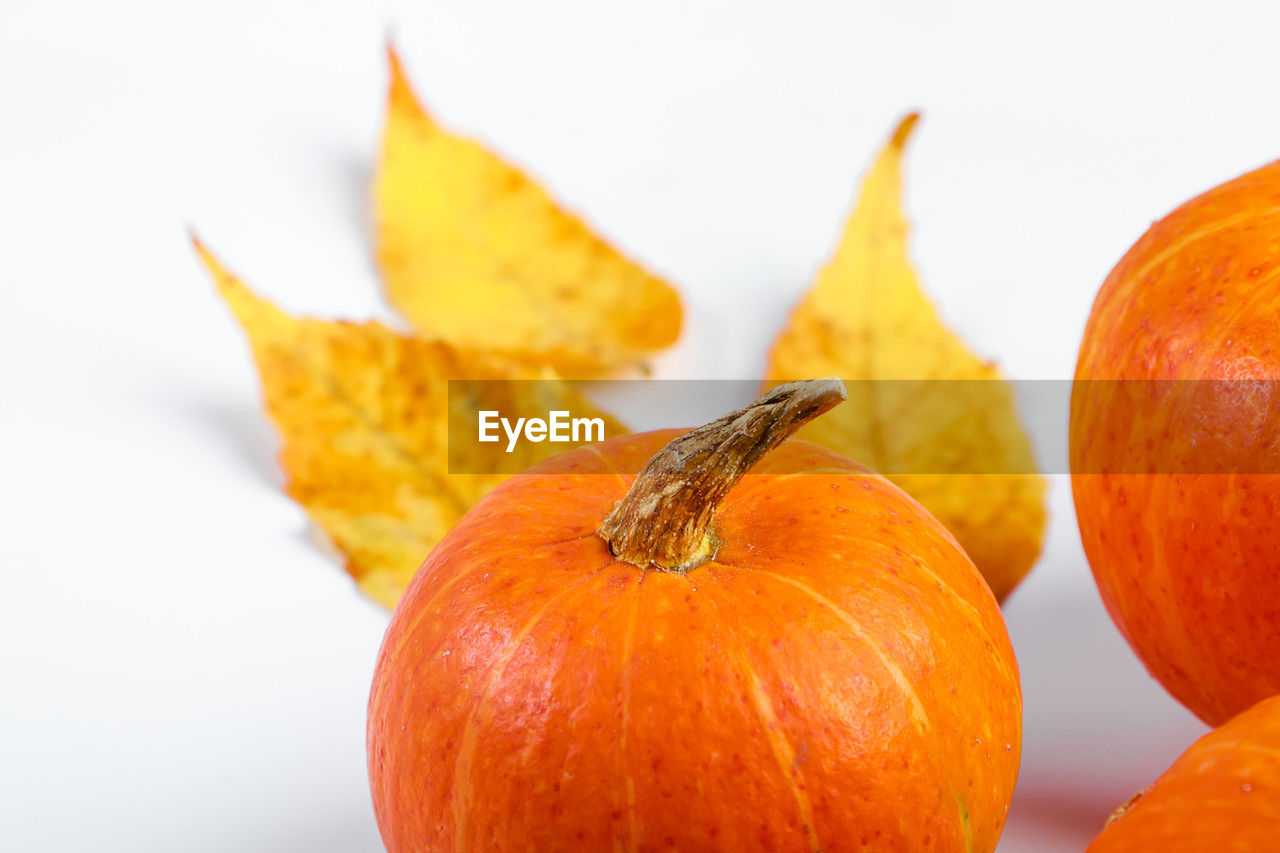 food, food and drink, autumn, orange color, pumpkin, healthy eating, produce, freshness, wellbeing, fruit, vegetable, plant, winter squash, studio shot, no people, nature, leaf, plant part, celebration, orange, close-up, halloween, yellow, group of objects, indoors, still life, cut out, agriculture