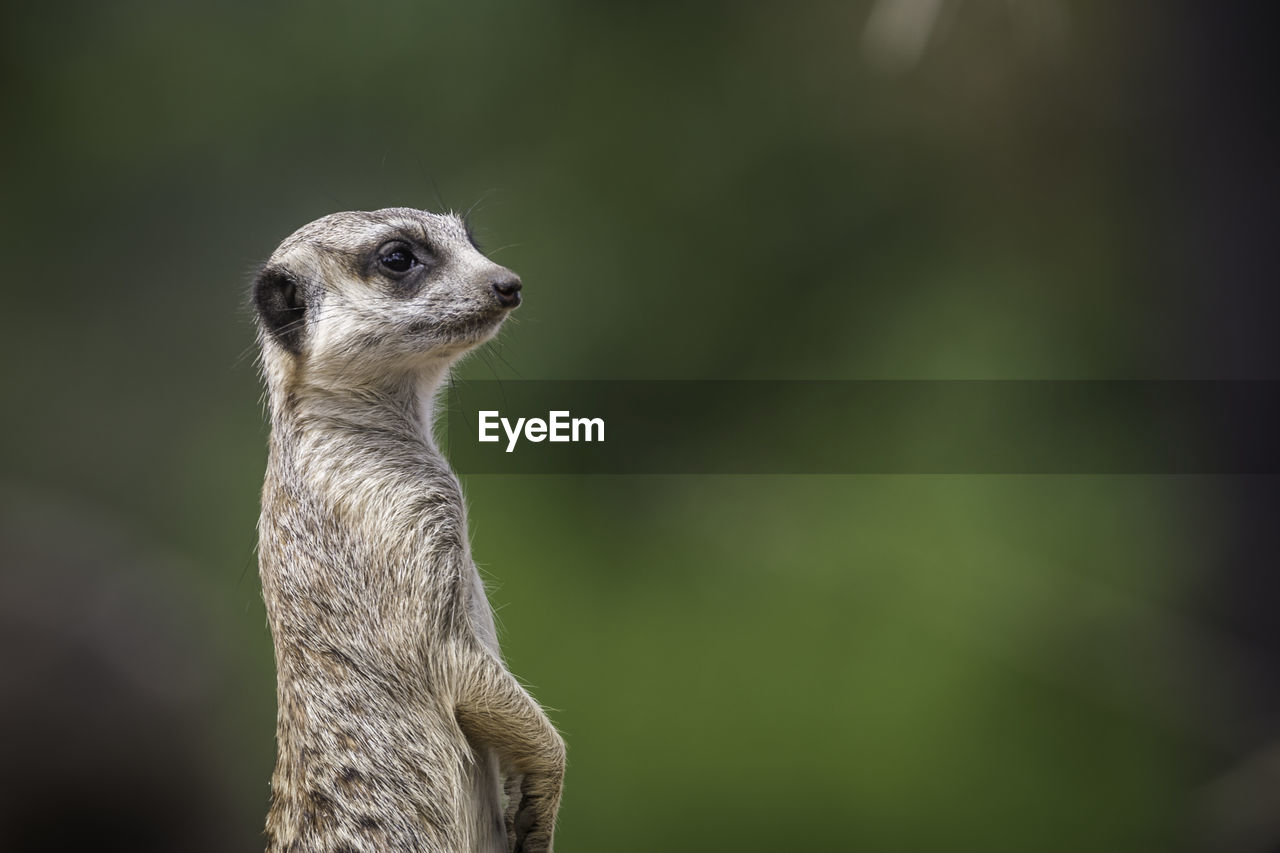 Close-up of meerkat looking away while standing outdoors