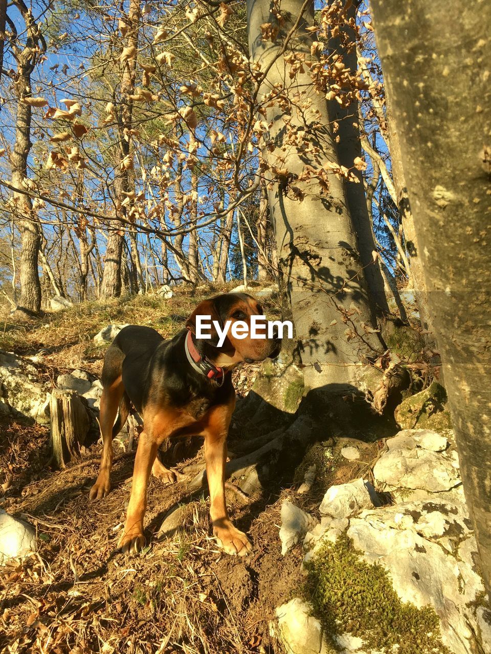 DOG STANDING IN FOREST