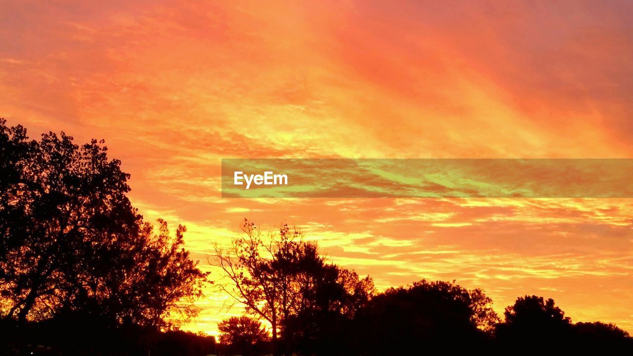 SILHOUETTE OF TREES AT SUNSET