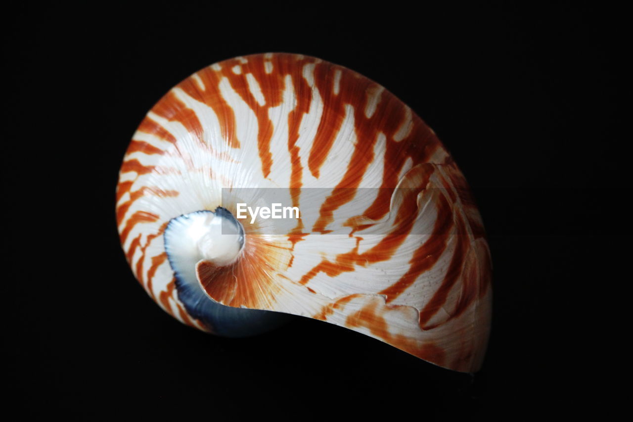 CLOSE-UP OF SHELL OVER BLACK BACKGROUND AGAINST GRAY