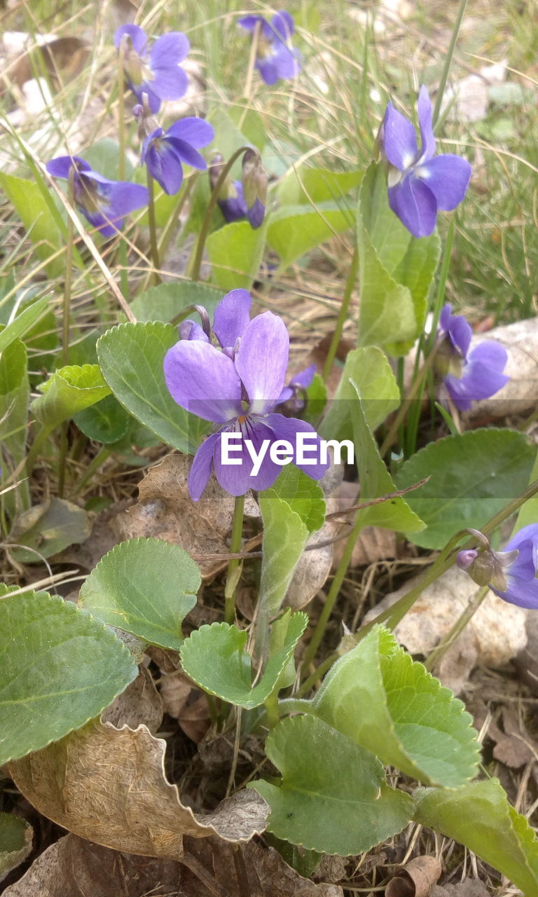 CLOSE-UP OF PURPLE FLOWERS GROWING IN FIELD