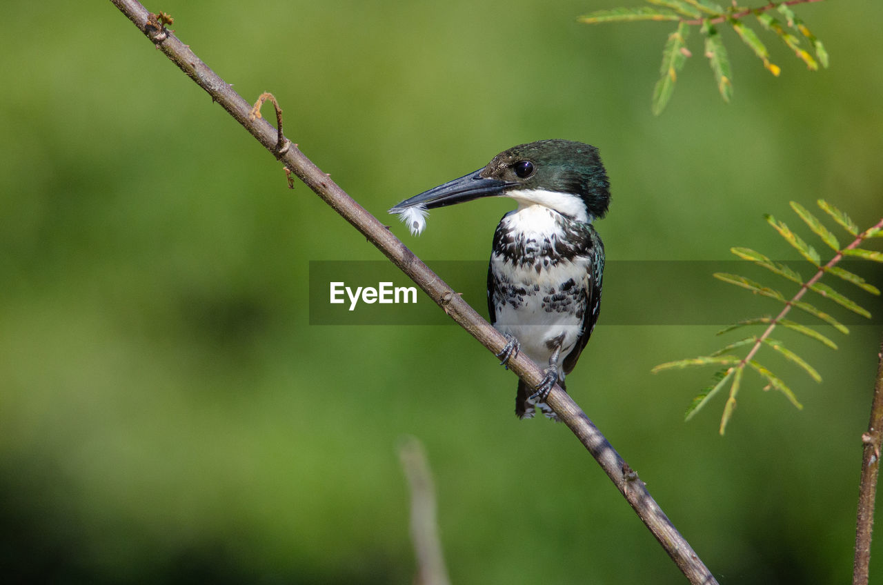 Amazon kingfisher chloroceryle amazona - female in cano negro