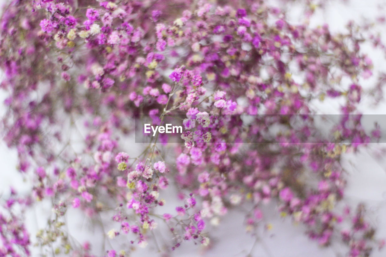 CLOSE-UP OF PURPLE FLOWERING PLANTS