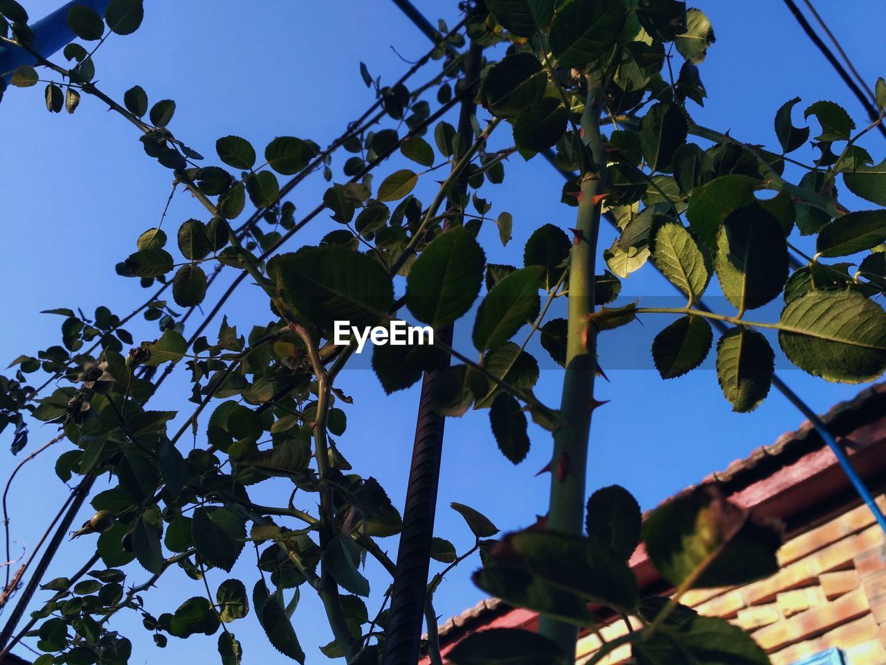 Low angle view of tree against clear blue sky