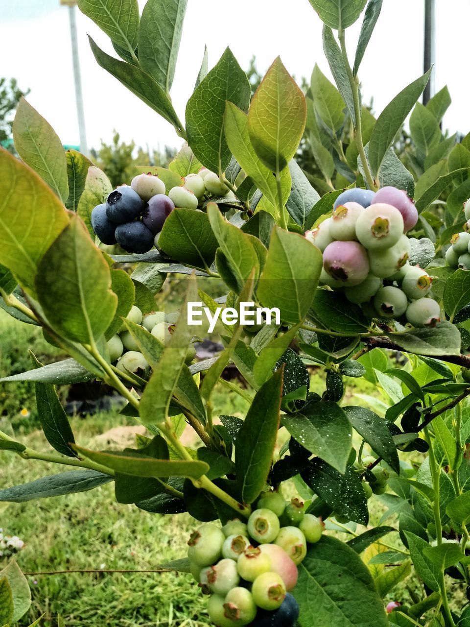 CLOSE-UP OF FRESH FRUITS ON TREE