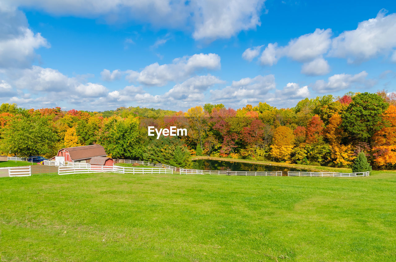 TREES ON FIELD DURING AUTUMN
