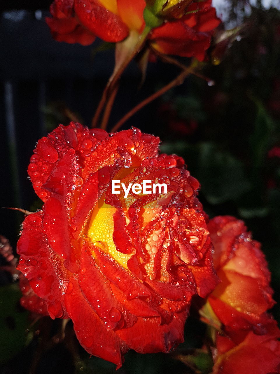 CLOSE-UP OF WATER DROPS ON FLOWER