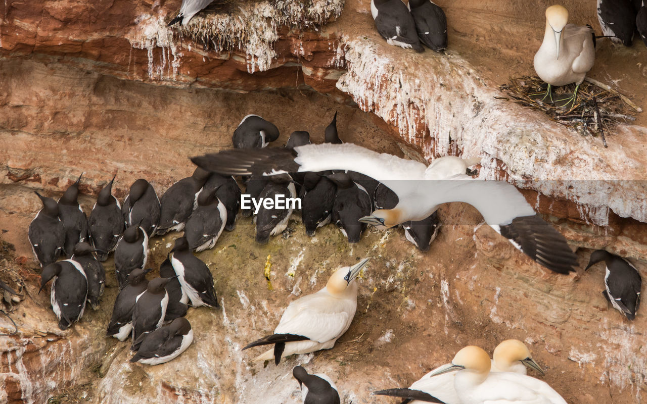 High angle view of seabirds on rocks