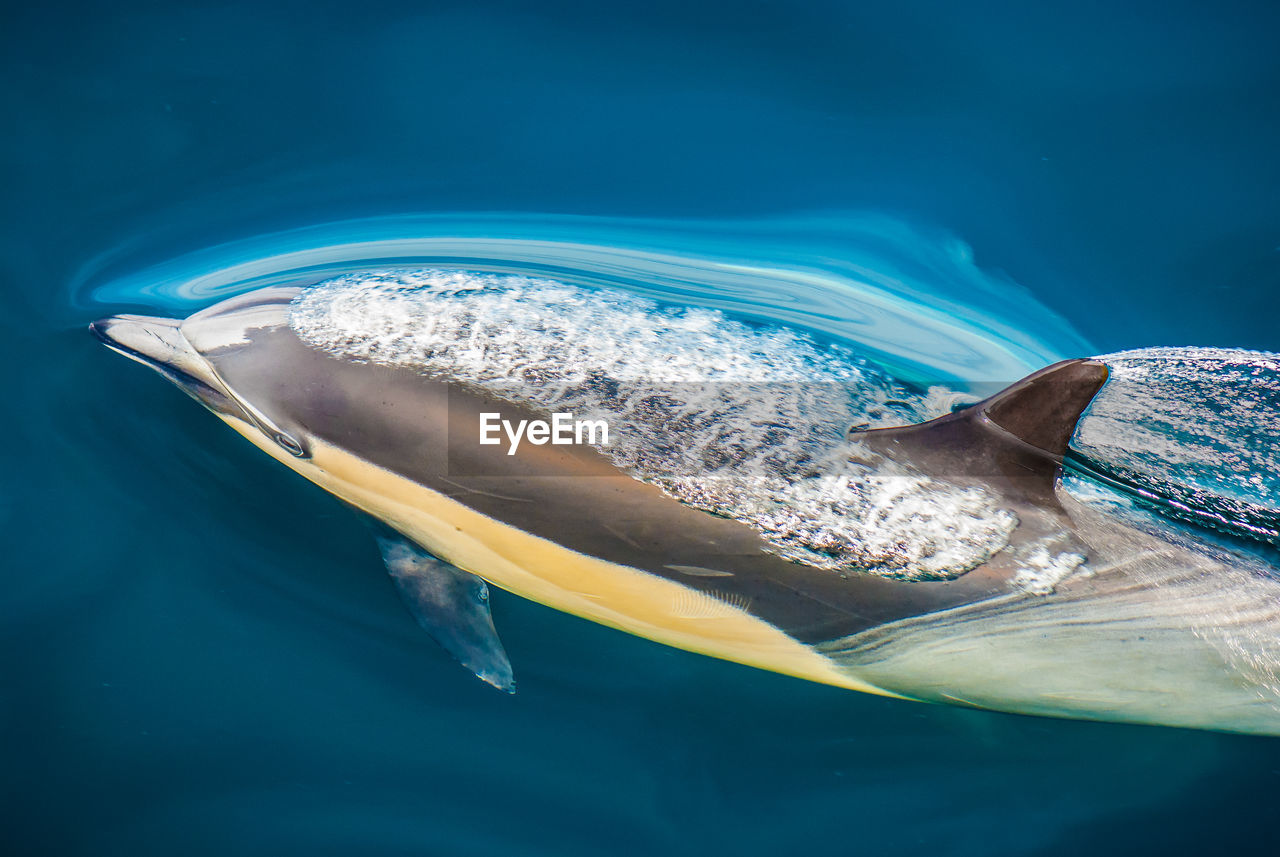 CLOSE-UP OF TURTLE SWIMMING