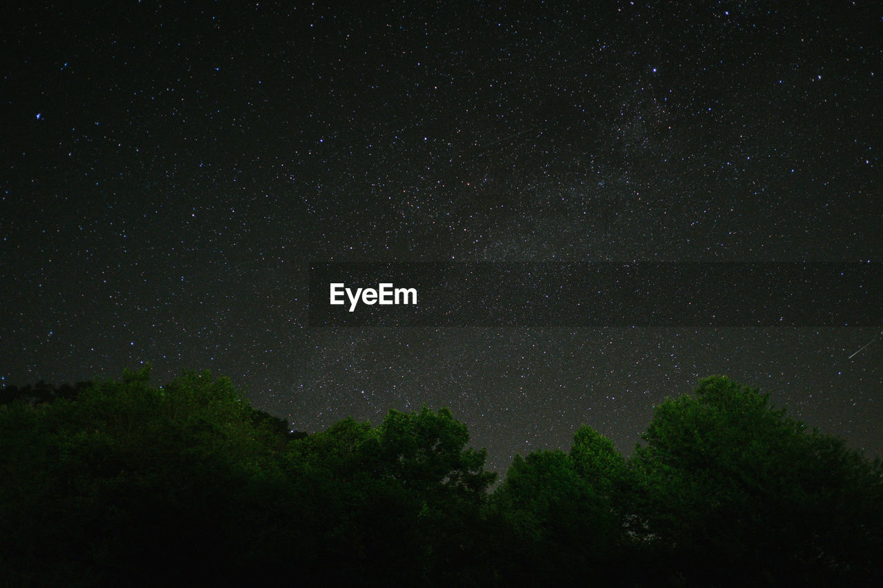 Low angle view of trees against star field at night