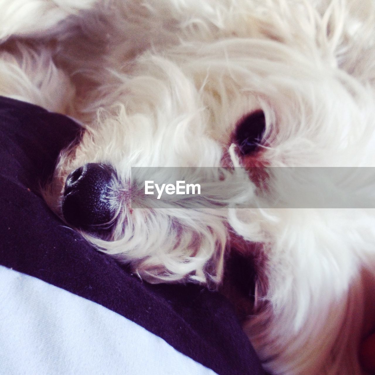 Chinese crested dog resting on bed