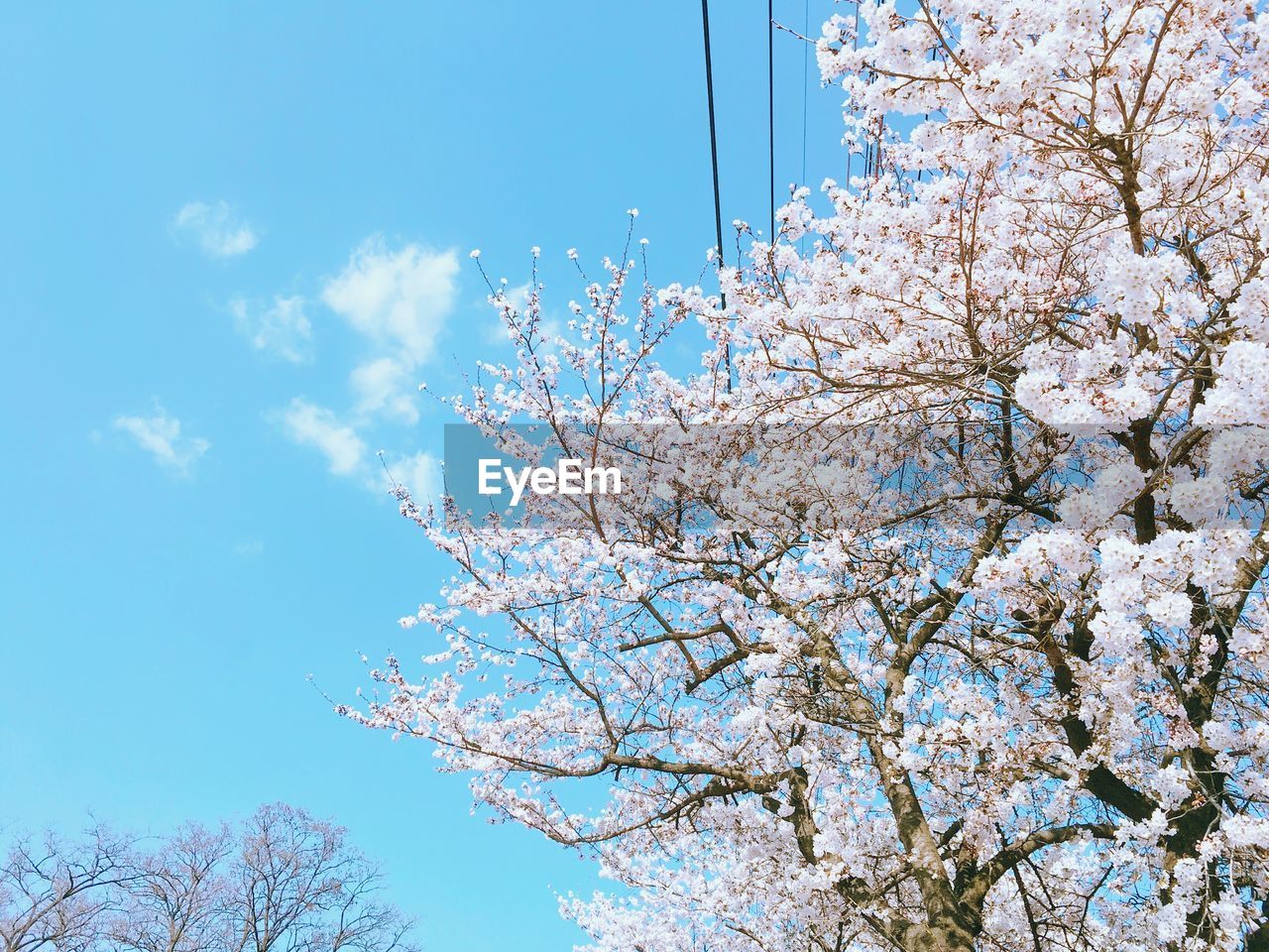LOW ANGLE VIEW OF CHERRY BLOSSOMS IN SPRING