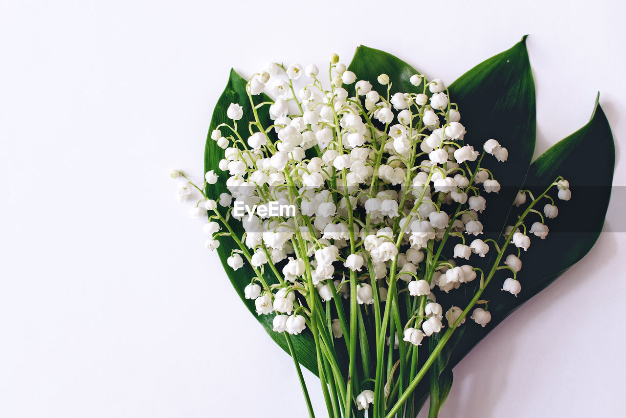 CLOSE-UP OF WHITE FLOWER PLANT AGAINST GRAY BACKGROUND