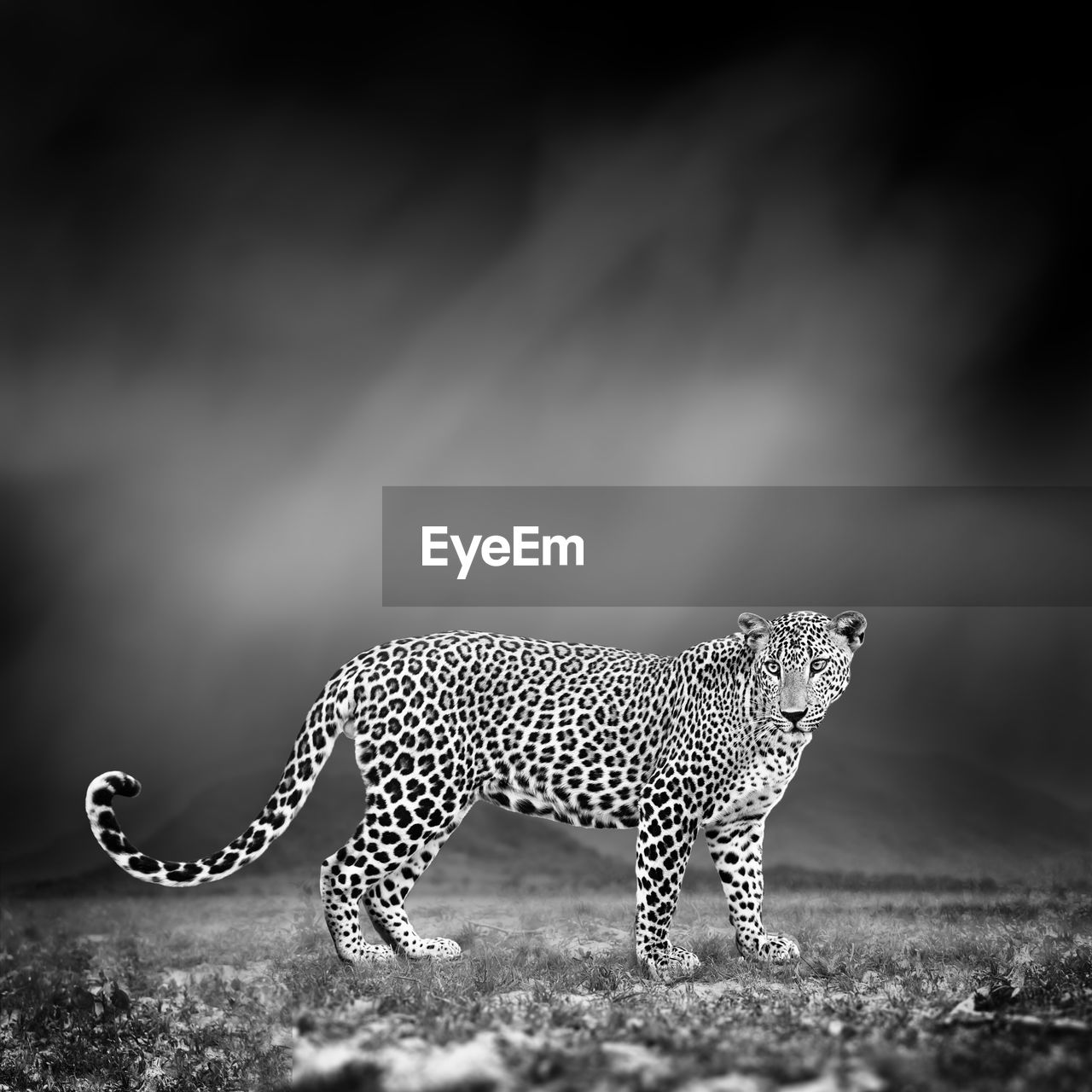 Dramatic black and white image of a leopard on black background