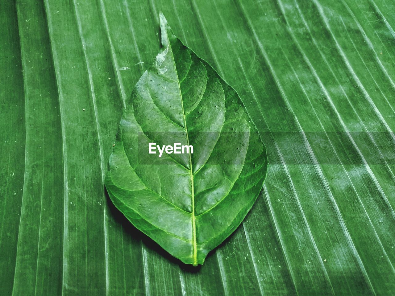 Close-up of wet leaves