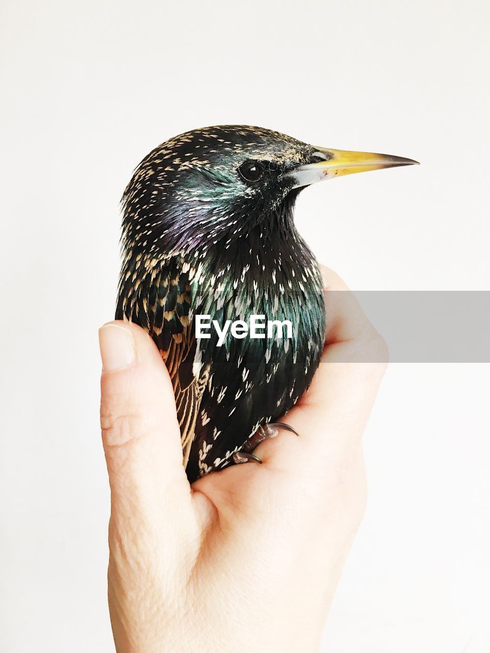 Close-up of human hand holding bird against white background