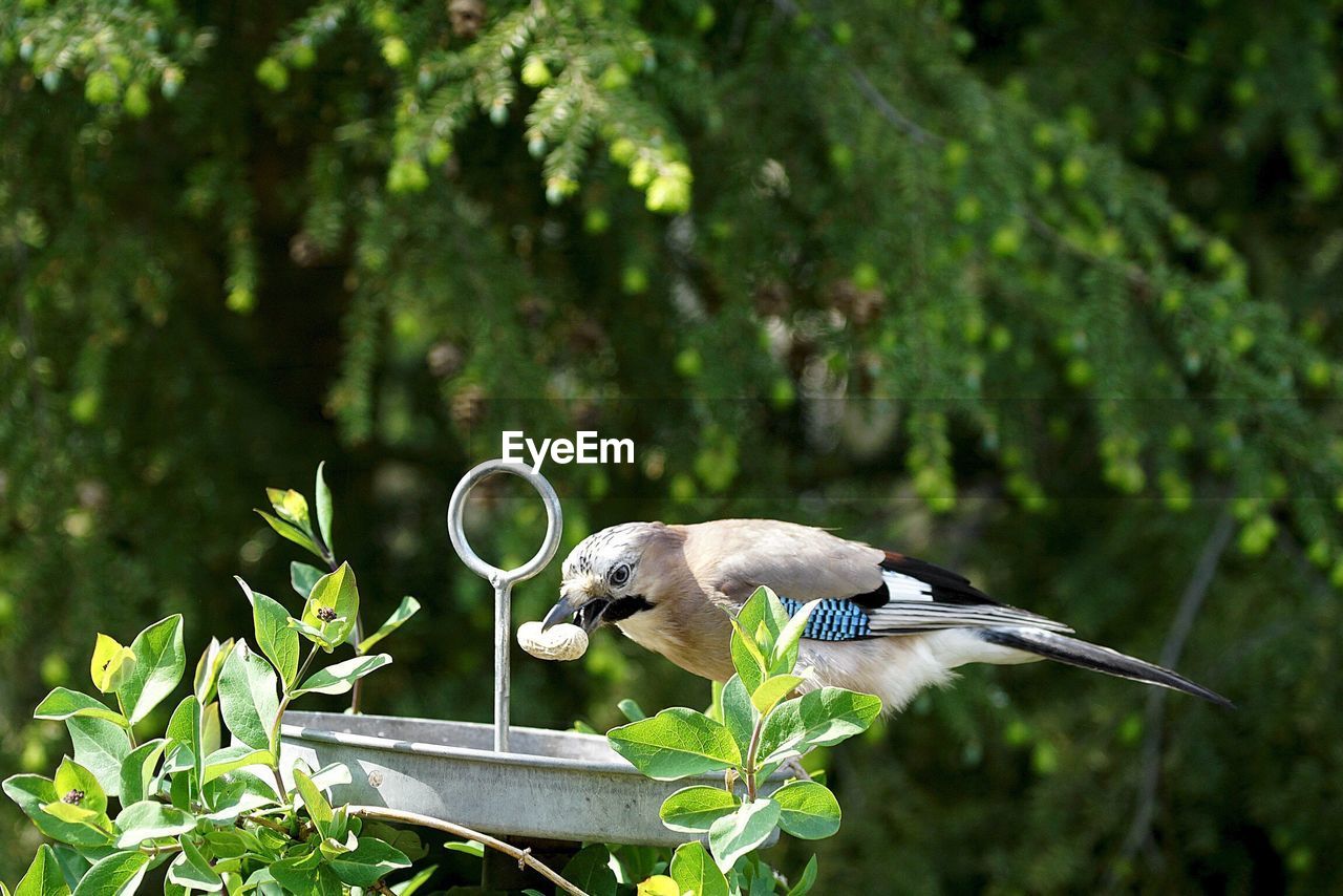 Eurasian jay with peanut in beak perching on bird feeder against tree