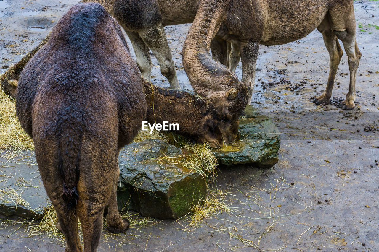 CLOSE-UP OF ELEPHANT DRINKING WATER FROM ROCK