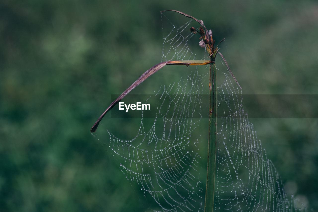 CLOSE-UP OF SPIDER WEB IN A BLURRED BACKGROUND