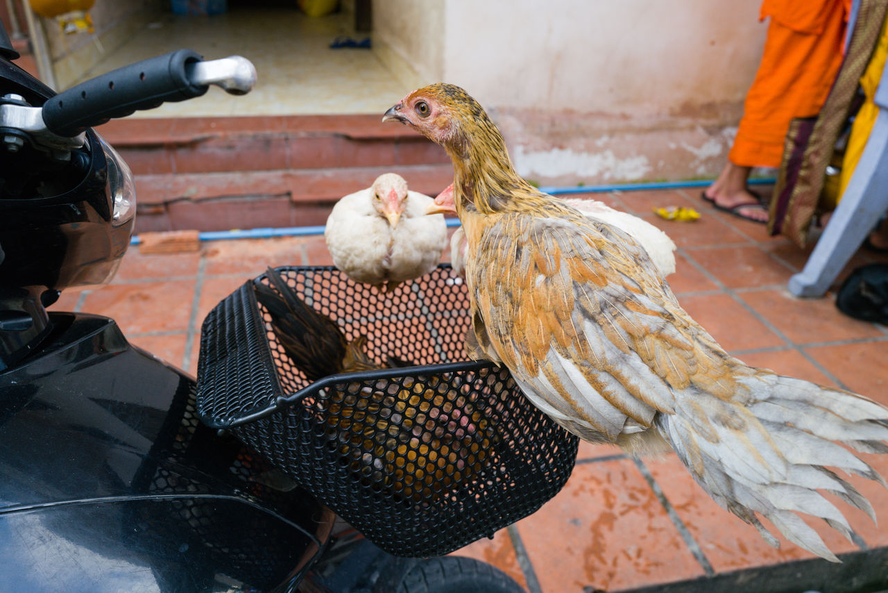 Chicken sitting in the motorbike basket