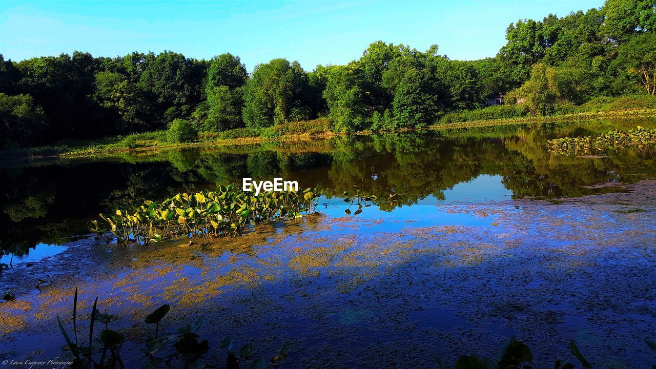 REFLECTION OF TREES IN LAKE