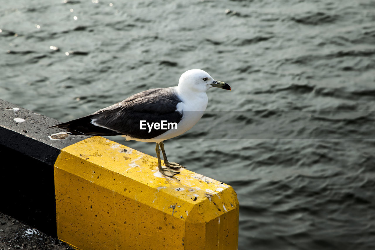 Seagull on wall by river