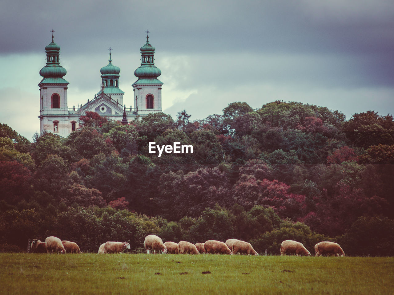 FLOCK OF SHEEP ON PASTURE