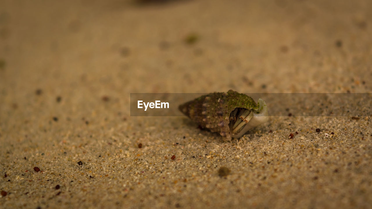 CLOSE-UP OF FROG ON BEACH
