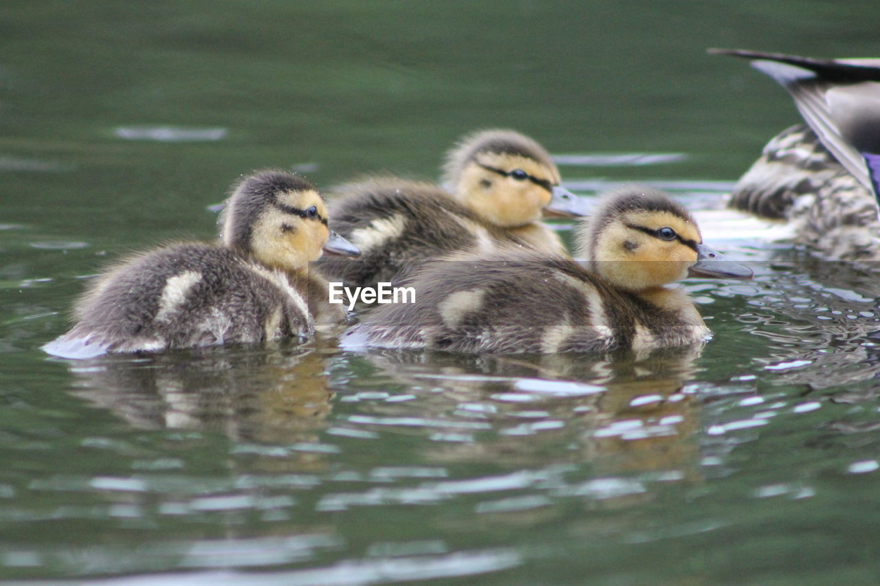 CLOSE-UP OF DUCKS IN WATER