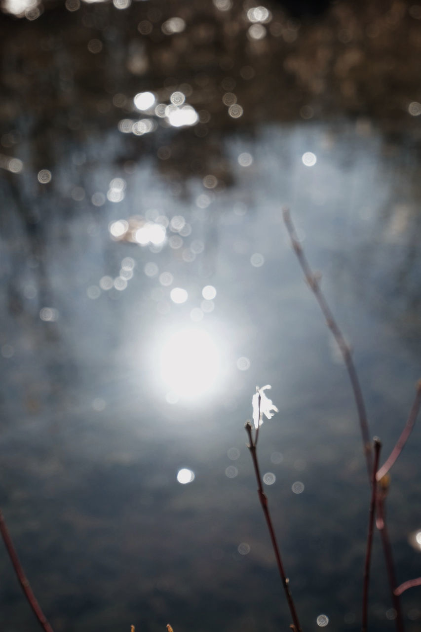 reflection, light, nature, sunlight, no people, plant, macro photography, outdoors, beauty in nature, darkness, close-up, water, branch, flower, focus on foreground, lens flare, leaf, tranquility, day, wet, freezing, tree, sky