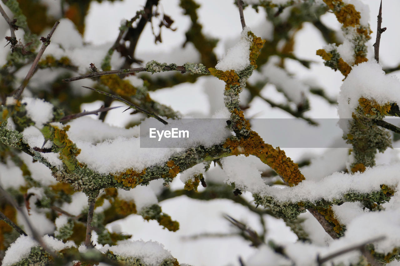 CLOSE-UP OF SNOW COVERED BRANCHES AGAINST BLURRED BACKGROUND