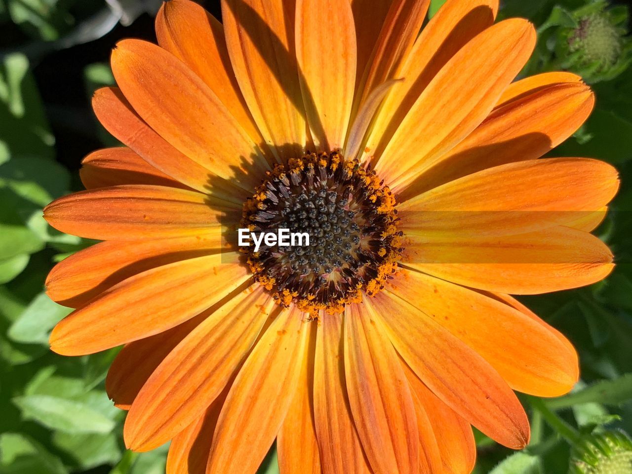 Close-up of orange flower