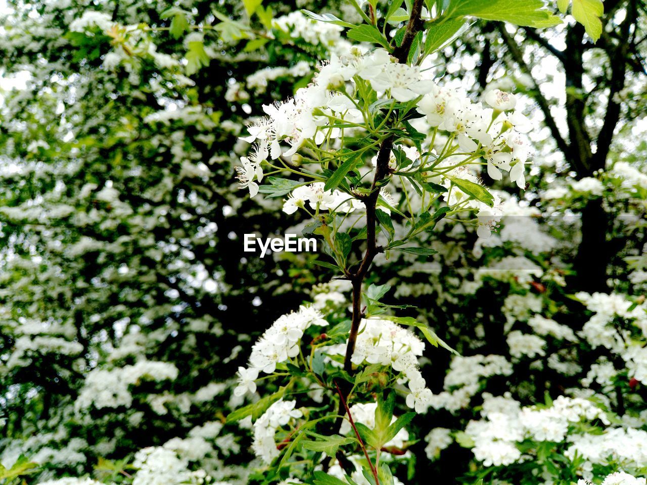 CLOSE-UP OF WHITE FLOWERING PLANT WITH TREE