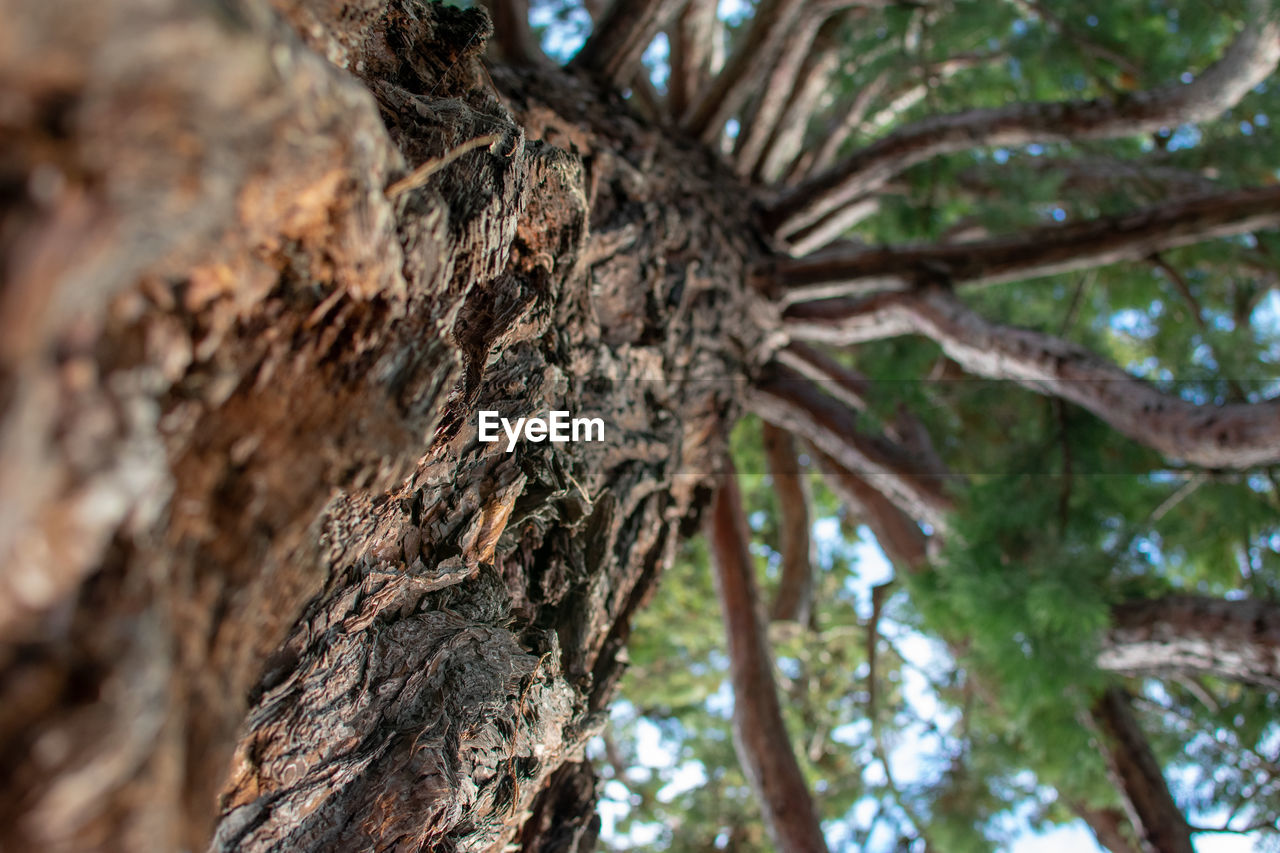 LOW ANGLE VIEW OF TREES