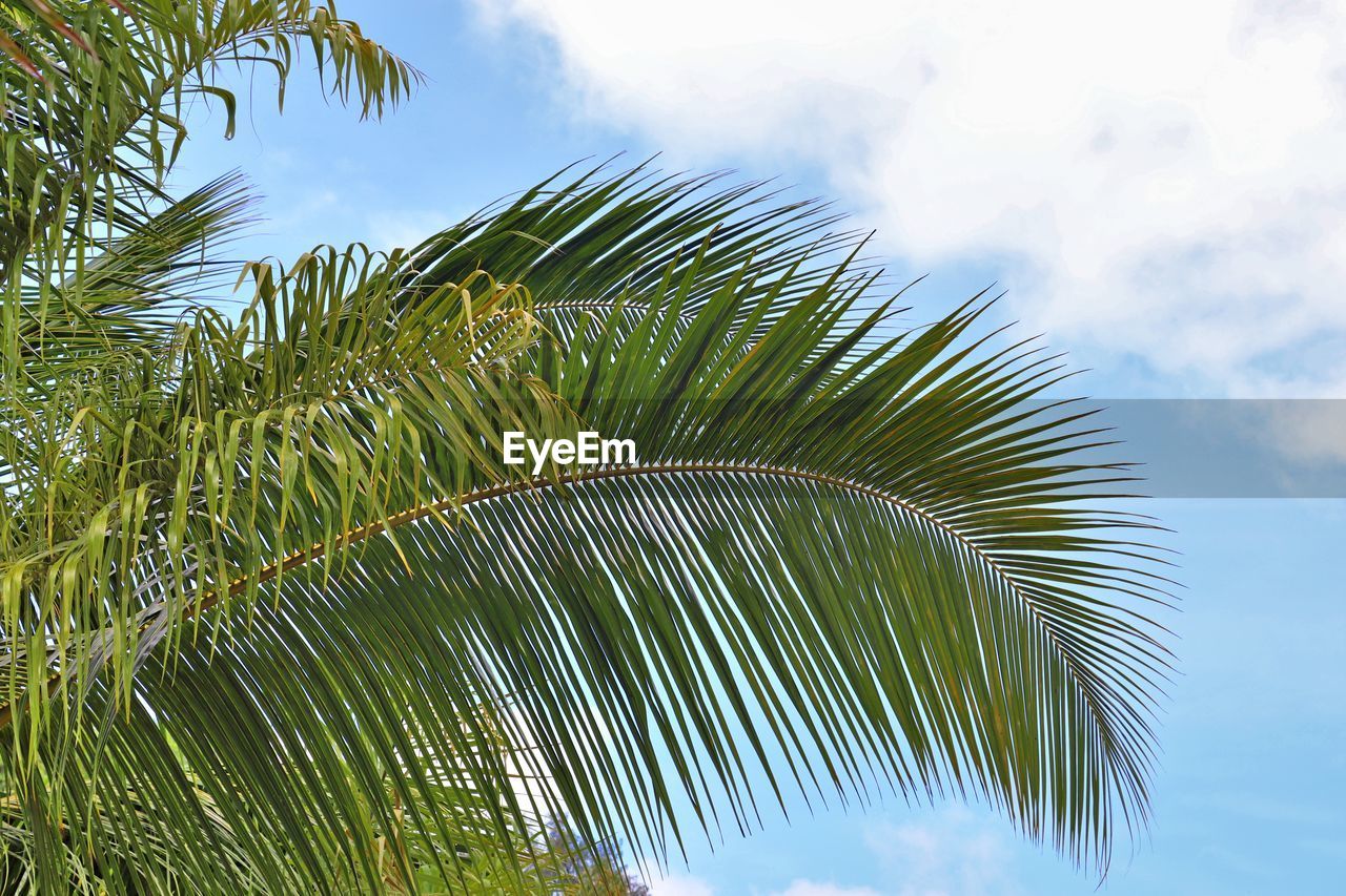 Low angle view of palm tree leaves against sky